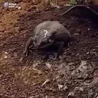 Skaven arrive in Lustria, colorized.