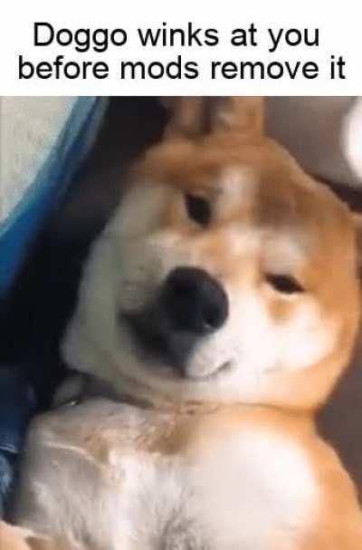 Remember: targeted harassment is not a dank meme.