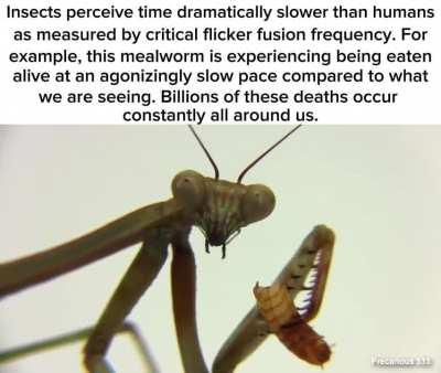 The banal horror of being a bug