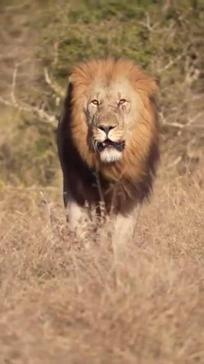 The incredible Matata male Madikwe game reserve 👑🦁💪