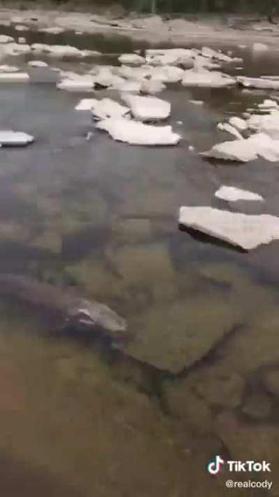 Man finds a massive sturgeon near a dam in Ontario and decides to move it