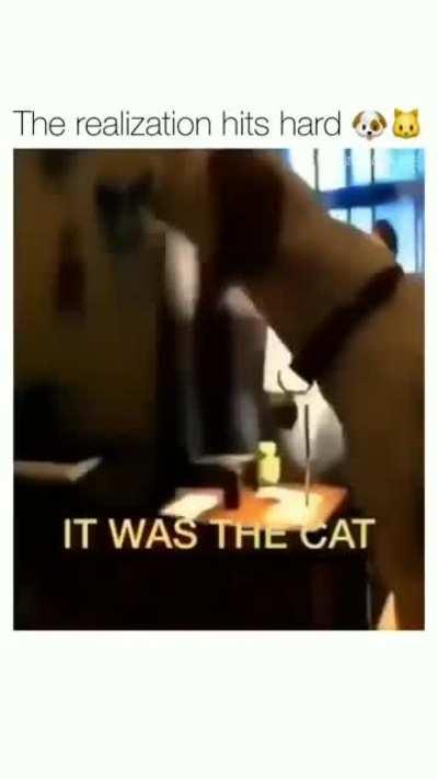 IT WAS A CAT!!!