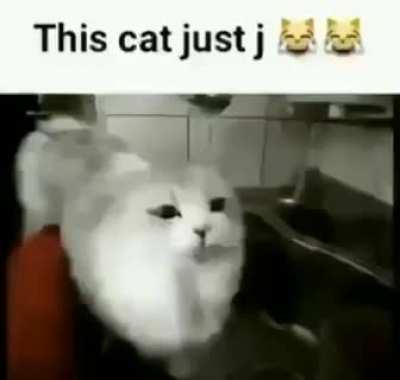 This cat just j 😹😹