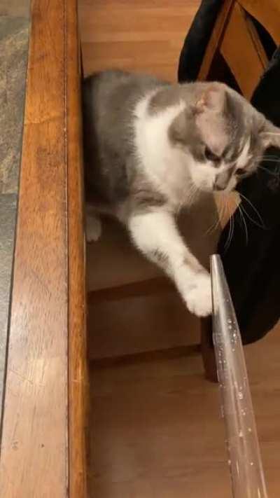 Cat mildly startled, and intrigued, but a turkey baster.