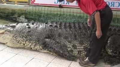 How tickle is a crocodile 101