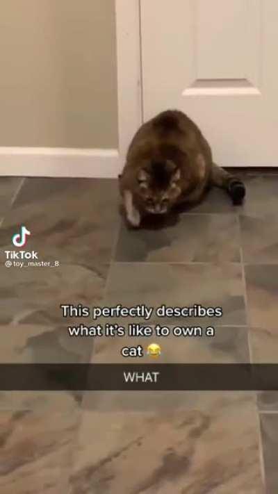 Cats are so weird lol