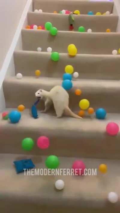 Look how amazed the young ferret is