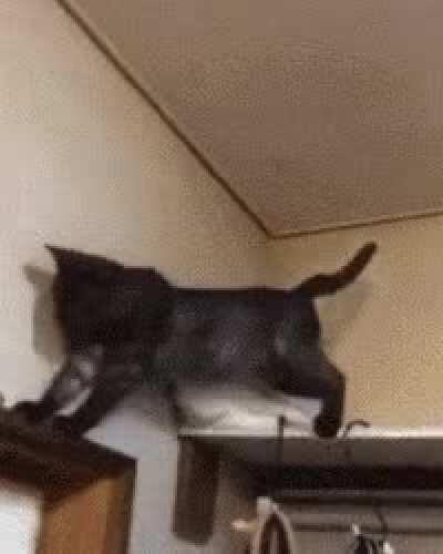 Cat pushing off a cat