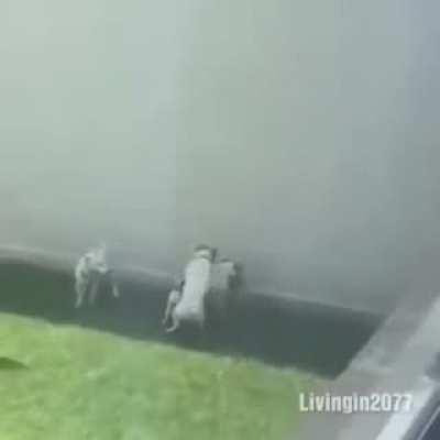 Even the dogs need some lovin