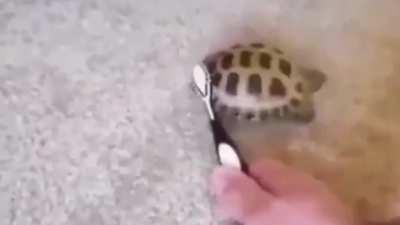 has visto muchos memes (malos)... mira esta tortuga bailando de pana