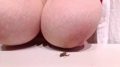 For a cricket, it’s an honor to be crushed by my breasts. Actually, it’s an honor for anyone, isn’t it?