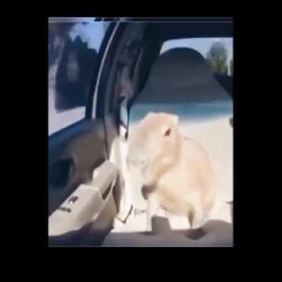 God I fucking love this animal