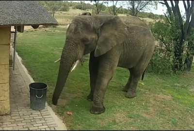 Elephant collecting trash and depositing it into the bin