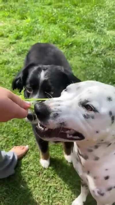 here are some dogs munching on a carrot