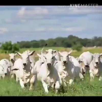 Vamos dominar as mulheres no shitpost.