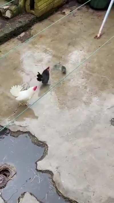 may patama si gawing meron doon