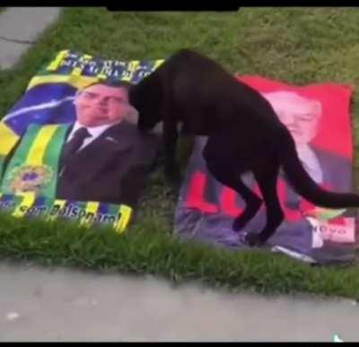 Pesquisa divulgada pelo DataDog