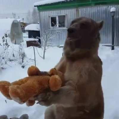 Bear chooses the stuffie he wants