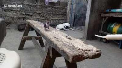 Such a cute bird isn't it?