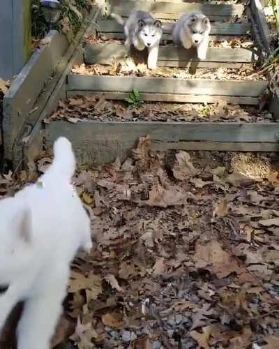 Some clumsy Husky puppies