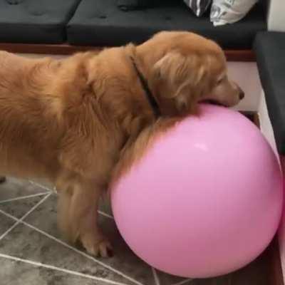 Here's a golden doing what goldens do