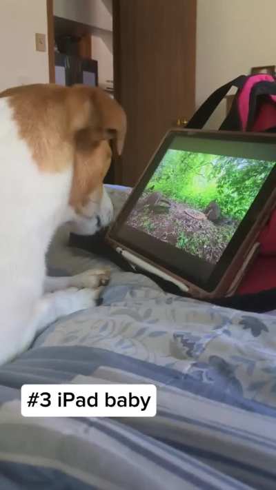 The derp is too stronk