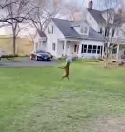 as requested part 2 dog edition