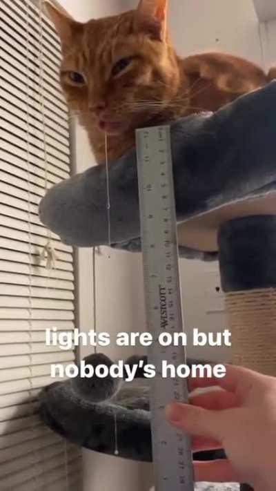 Single Orange Brain Cell