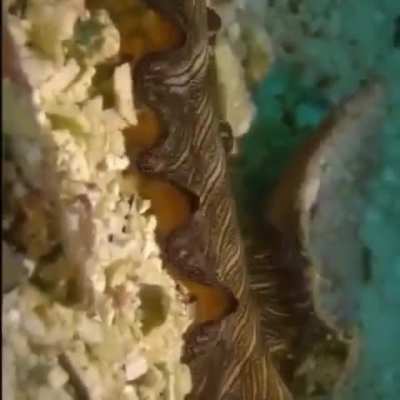 WEEEEEK 190 of flatworm Friday!!!