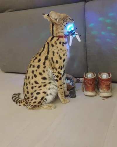 Rave cat brings the party to you. +50% more people want to come to your party +69%want to stay for the night +1% more likely a celebrity to come