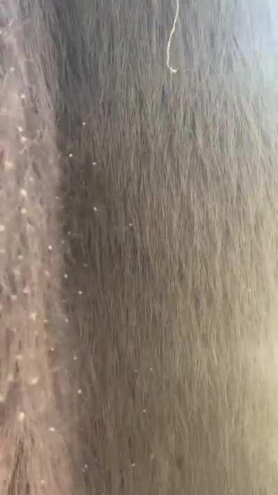 There are likely thousands of them on tree trunks