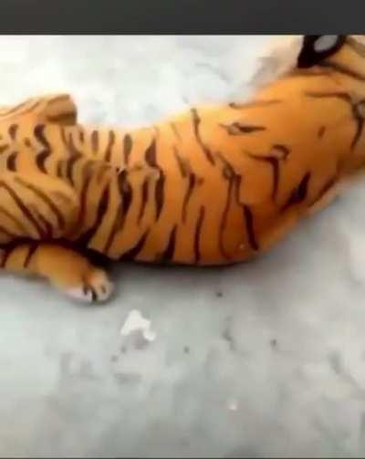 Та ещё побудка...