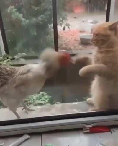 cat slapping a cock (submit your best pun)