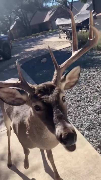 Guy makes fruit plate for his buck friend (Big Dawg) 😁