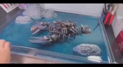 The mechanic lobster