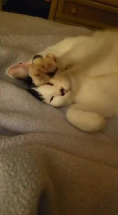 take a little rest, here is a video of a cute cat