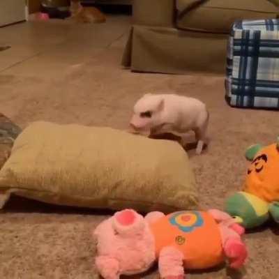 Fierce Pig Attack