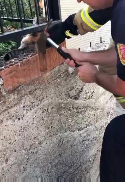 Delicate operation to free stuck kitty