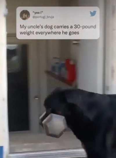 Unit of a Rottweiler