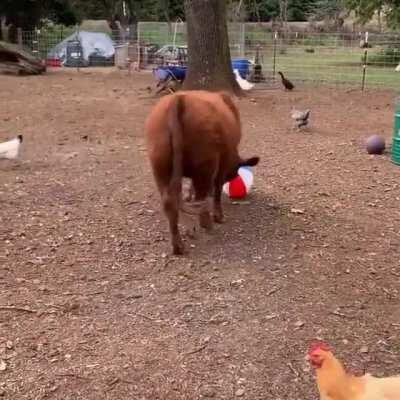 Every Cow Should Have A Beach Ball