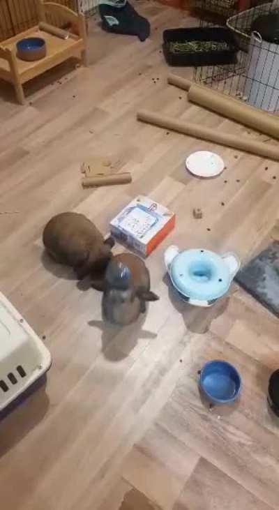 Kylo has a new favorite toy xD