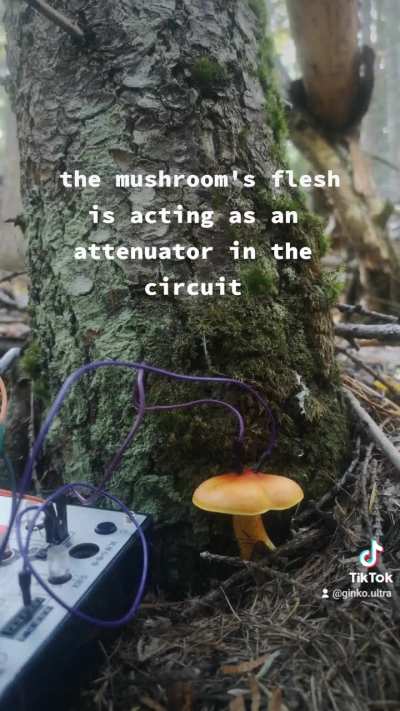 Mushroom controlling a synthesizer 