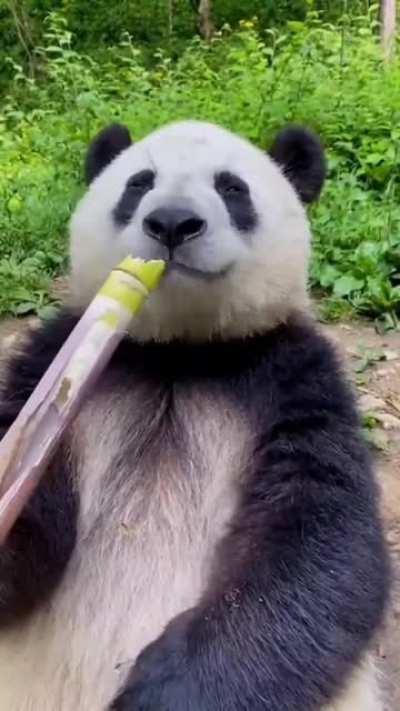 munching on bamboo