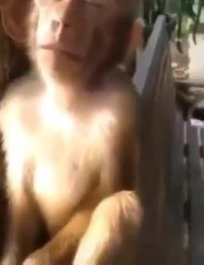 Acorda Muquinha precisamos de Live imediatamente