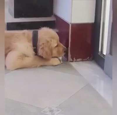 Dog in trouble hahahah ð¶ð¥