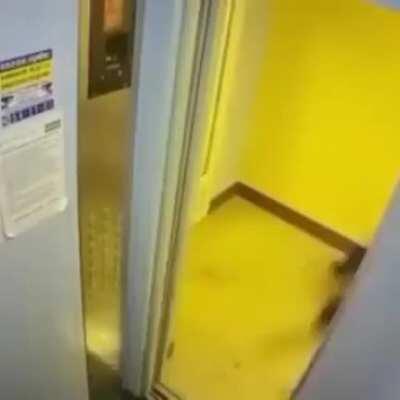 El chat yendo a buscar a abby para que orson haga mas directos