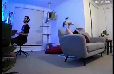 My cat falling off a shelf