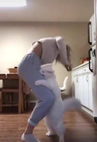 maybe don't kick kitty in the face