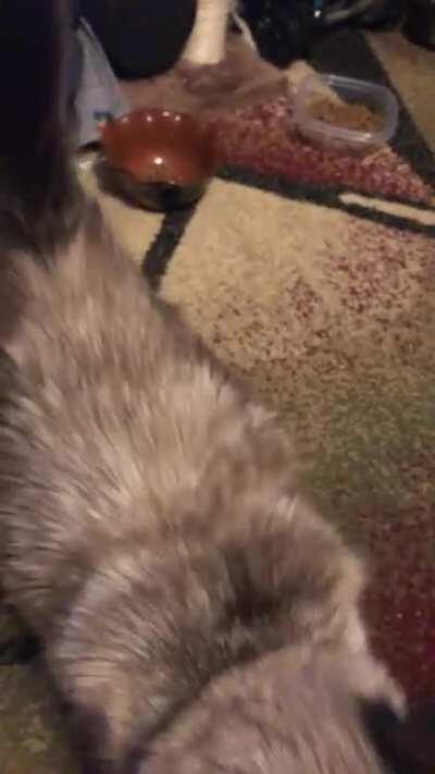 This is dorci hungarian for Dorothy. But I love to call her dorky. She was very happy I came home yesterday :)