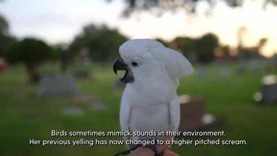 SubhanAllah, watch this.